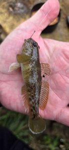 Round Goby