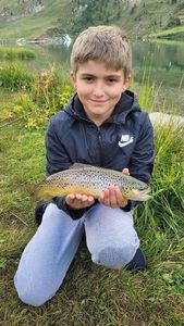 Brown Trout