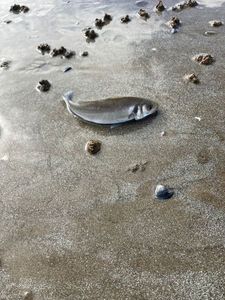 European Bass (Seabass)