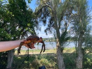 European Spider Crab