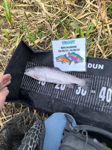 Rainbow Trout