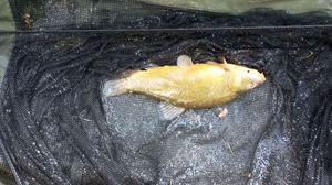 Tench