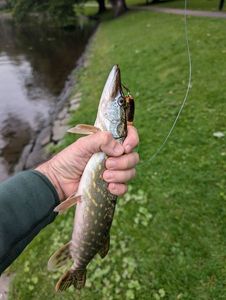 Northern Pike