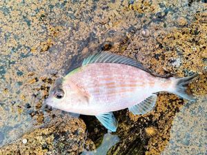 White Seabream