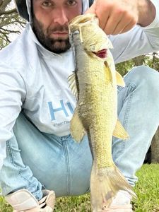 Largemouth Bass