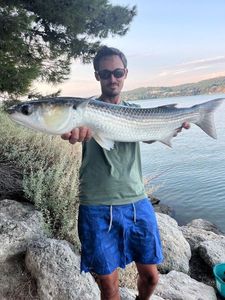 Thinlip grey mullet
