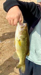 Largemouth Bass
