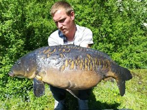 Mirror Carp