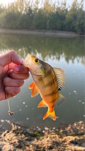 European Perch