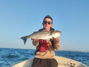 European Bass (Seabass)