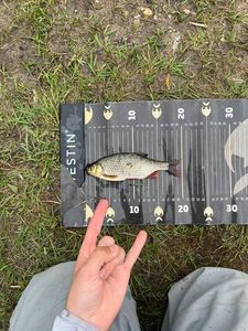 Roach
