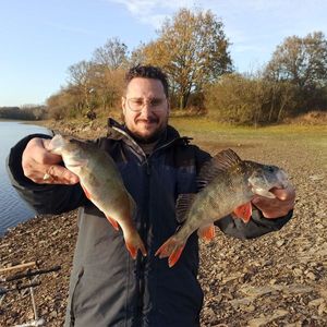 European Perch