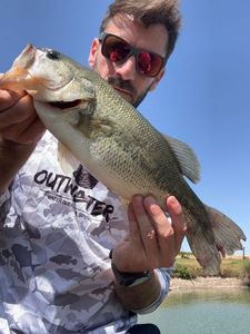 Largemouth Bass