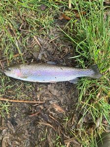 Rainbow Trout