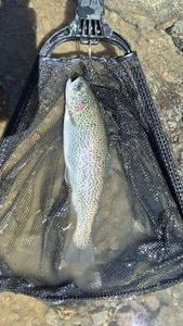 Rainbow Trout