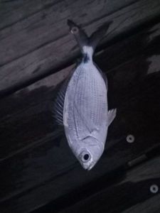 Saddled Seabream
