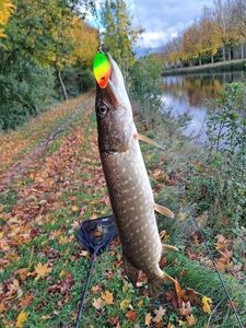 Northern Pike