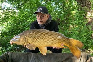 Common Carp