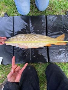 Common Carp