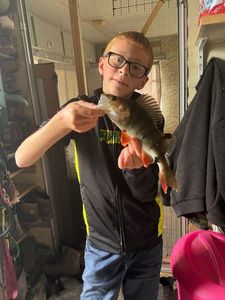 European Perch