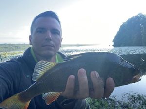 European Perch