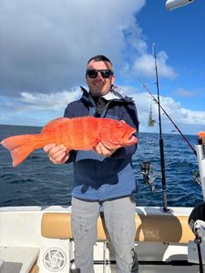 Bluespotted seabass