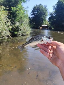 Largemouth Bass