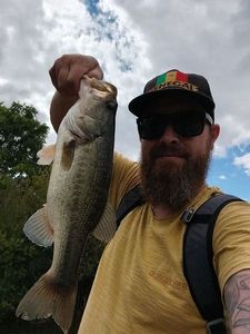 Largemouth Bass