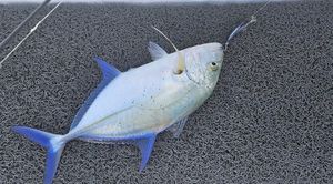 Bluefin Trevally