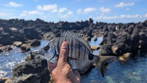 White Seabream