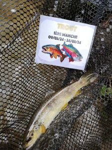 Brown Trout