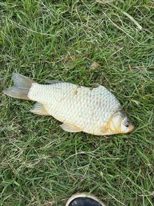 Crucian Carp