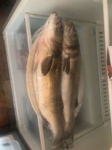 European Bass (Seabass)