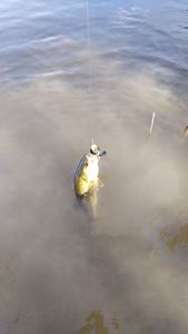 Largemouth Bass