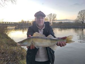 Zander