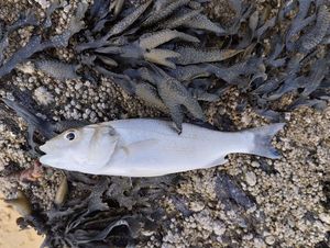 European Bass (Seabass)