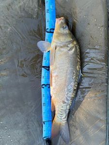 Leather Carp