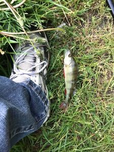 European Perch
