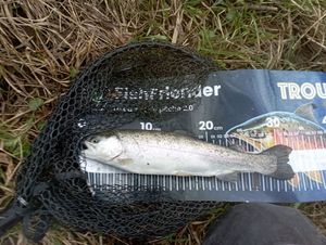 Rainbow Trout