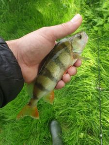 European Perch