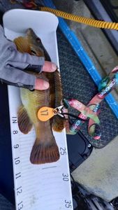 Ballan Wrasse