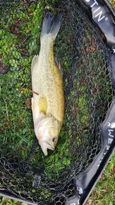 Largemouth Bass