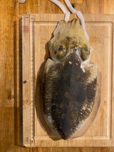 Common Cuttlefish