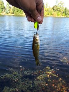 Largemouth Bass