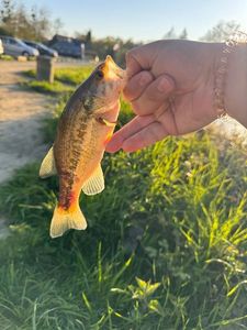 Smallmouth Bass