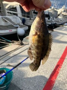 Ballan Wrasse