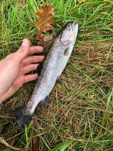 Rainbow Trout