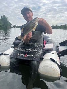 Largemouth Bass