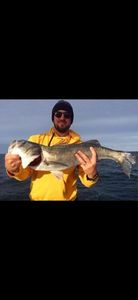 European Bass (Seabass)