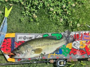 Bigmouth bass